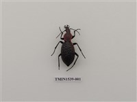 藏品(擬天牛科)的圖片